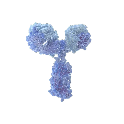 DUT (Human) IP-WB Antibody Pair