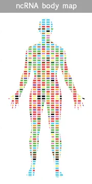 Mirna Body Map